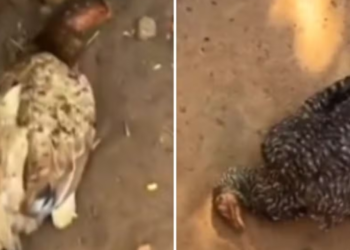 policia-investiga-morte-de-galinhas-apos-consumo-de-marmita-em-iaciara