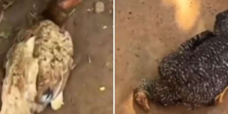 policia-investiga-morte-de-galinhas-apos-consumo-de-marmita-em-iaciara