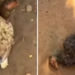 policia-investiga-morte-de-galinhas-apos-consumo-de-marmita-em-iaciara