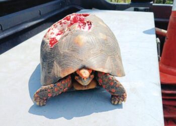 iniciativa-amplifica-resgate-de-animais-silvestres-em-brs