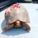 iniciativa-amplifica-resgate-de-animais-silvestres-em-brs