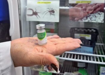 goias-registra-121-acidentes-com-aranhas-em-2025