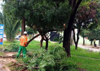 capital-cria-forca-tarefa-para-remocao-de-arvores-em-risco