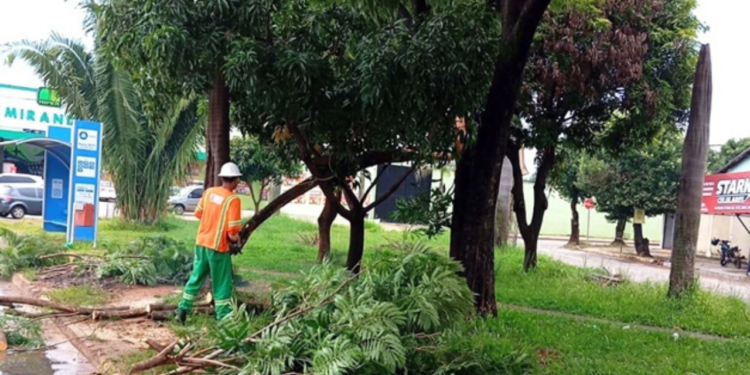 capital-cria-forca-tarefa-para-remocao-de-arvores-em-risco