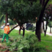 capital-cria-forca-tarefa-para-remocao-de-arvores-em-risco