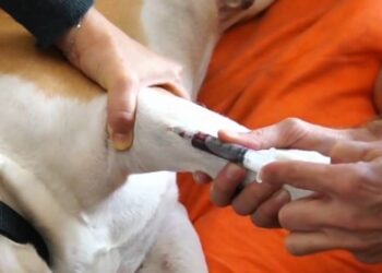 programa-estadual-de-hemoterapia-animal-e-aprovado-em-definitivo-na-alego