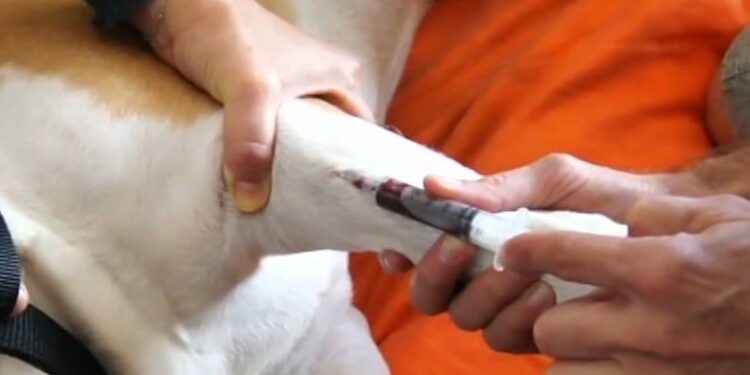 programa-estadual-de-hemoterapia-animal-e-aprovado-em-definitivo-na-alego