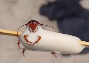 picole-com-barata-viraliza-e-fecha-fabrica