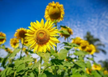 prazo-final-para-a-semeadura-do-girassol-em-goias-se-aproxima