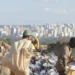 mp,-pc-e-sptc-se-unem-para-eliminar-os-lixoes-em-goias