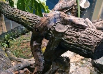 zoologico-de-goiania-recebe-duas-jiboias-resgatadas