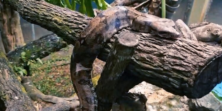 zoologico-de-goiania-recebe-duas-jiboias-resgatadas