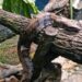 zoologico-de-goiania-recebe-duas-jiboias-resgatadas