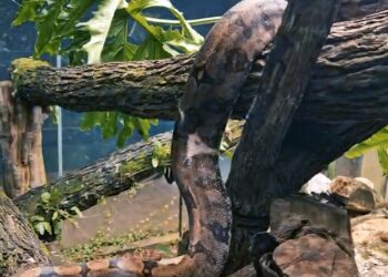 zoologico-de-goiania-ganha-duas-novas-jiboias-para-exposicao-aos-visitantes