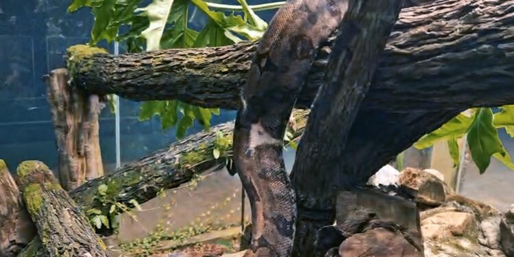 zoologico-de-goiania-ganha-duas-novas-jiboias-para-exposicao-aos-visitantes