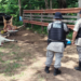 abatedouro-clandestino-e-fechado-em-baliza-apos-operacao-policial