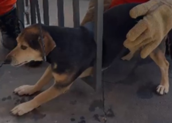 bombeiros-resgatam-cachorro-preso-em-portao
