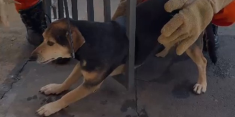 bombeiros-resgatam-cachorro-preso-em-portao