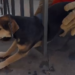 bombeiros-resgatam-cachorro-preso-em-portao