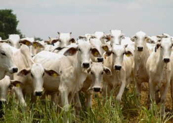 goias-bate-recorde-no-abate-de-bovinos-em-2024