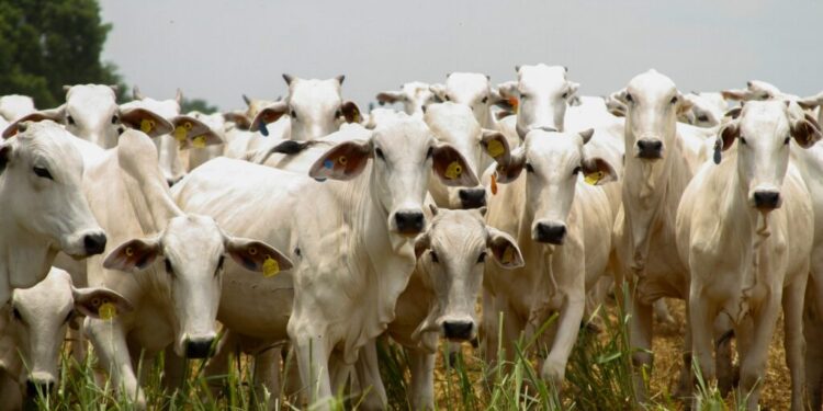 goias-bate-recorde-no-abate-de-bovinos-em-2024