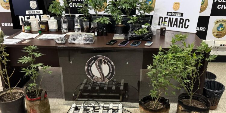 policia-civil-desarticula-grupo-criminoso-que-vendia-oleo-e-shampoo-de-maconha-em-goiania