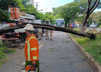 quase-1-mil-arvores-caem-em-goiania-devido-a-fortes-chuvas