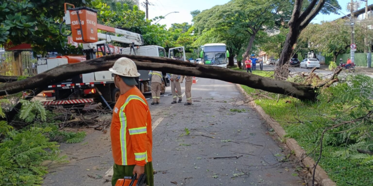 quase-1-mil-arvores-caem-em-goiania-devido-a-fortes-chuvas