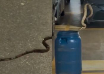 aumento-de-aparicoes-de-cobras-nas-areas-urbanas-do-df-preocupam-os-moradores