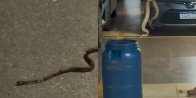 aumento-de-aparicoes-de-cobras-nas-areas-urbanas-do-df-preocupam-os-moradores