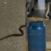 aumento-de-aparicoes-de-cobras-nas-areas-urbanas-do-df-preocupam-os-moradores