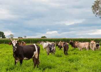 goias-completa-1-ano-livre-de-febre-aftosa-sem-vacinacao