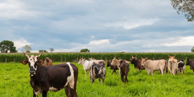 goias-completa-1-ano-livre-de-febre-aftosa-sem-vacinacao