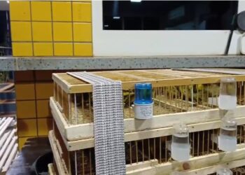 idoso-e-preso-por-transporte-ilegal-de-mais-de-200-animais-silvestres-em-goias