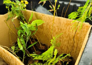 500-arvores-sao-plantadas-para-compensar-emissao-de-carbono-do-fica-2024