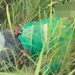 trabalhador-rural-morre-apos-ser-arrastado-por-animal-durante-trabalho
