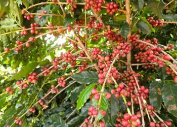 governo-estuda-plantio-de-cafe-na-regiao-de-ceres