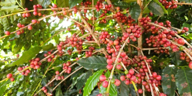 governo-estuda-plantio-de-cafe-na-regiao-de-ceres