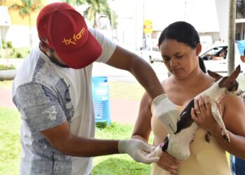 aparecida-realiza-vacinacao-itinerante-contra-a-raiva-em-caes-e-gatos;-veja-onde-vacinar