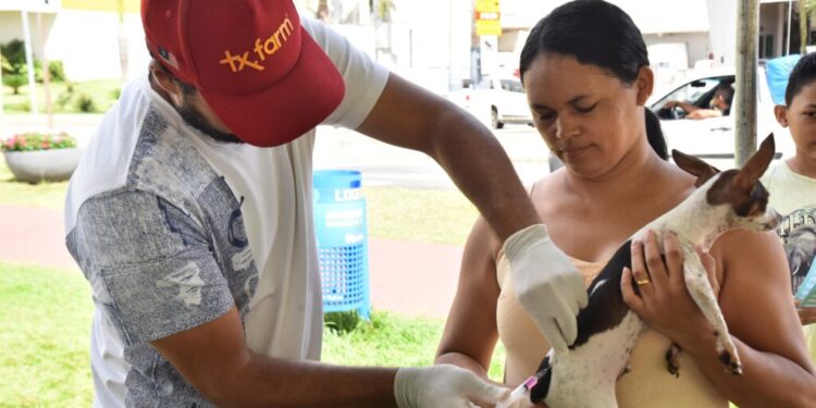 aparecida-realiza-vacinacao-itinerante-contra-a-raiva-em-caes-e-gatos;-veja-onde-vacinar