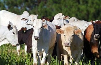 alta-na-arroba-do-boi-em-goias-e-minas-aquece-mercado-fisico