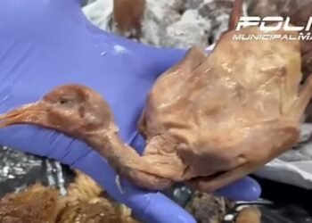 restaurante-na-espanha-e-fechado-por-servir-pombos-de-rua-como-carne-de-pato