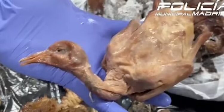 restaurante-na-espanha-e-fechado-por-servir-pombos-de-rua-como-carne-de-pato