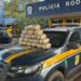 25-kg-de-skunk-sao-apreendidos-apos-perseguicao-na-br-060,-em-jatai-(go)