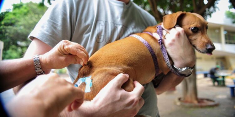 vacinacao-antirrabica-em-aparecida-de-goiania-tem-postos-itinerantes-e-atendimento-domiciliar