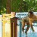 usp-investiga-como-macacos-prego-se-adaptam-ao-ambiente-urbano-no-parque-areiao