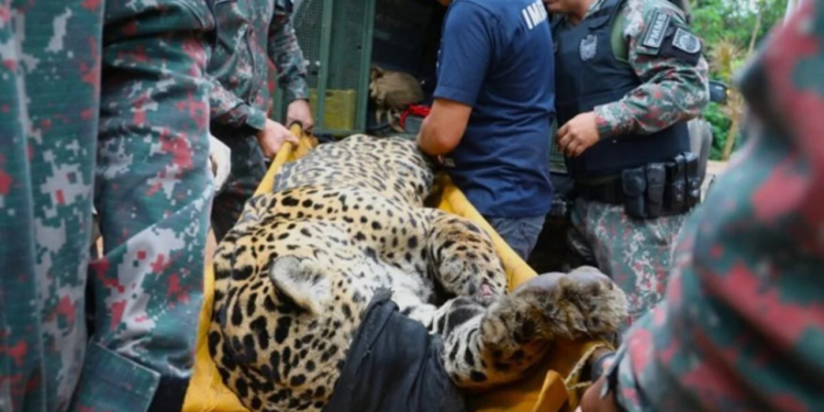 onca-que-matou-caseiro-no-pantanal-esta-debilitada-e-26-kg-abaixo-do-peso-ideal