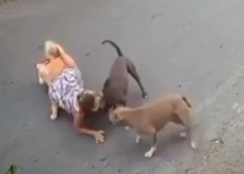 gravida-de-7-meses-cai-no-meio-da-rua-ao-tentar-salvar-cao-de-ataque;-“tutor-nem-pediu-desculpas”