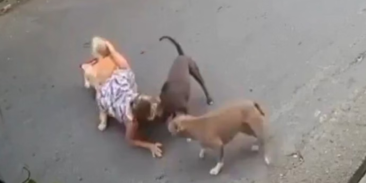gravida-de-7-meses-cai-no-meio-da-rua-ao-tentar-salvar-cao-de-ataque;-“tutor-nem-pediu-desculpas”