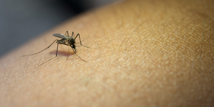 dengue-faz-novas-vitimas-entre-idosos-em-goiania-e-acende-alerta-sobre-letalidade